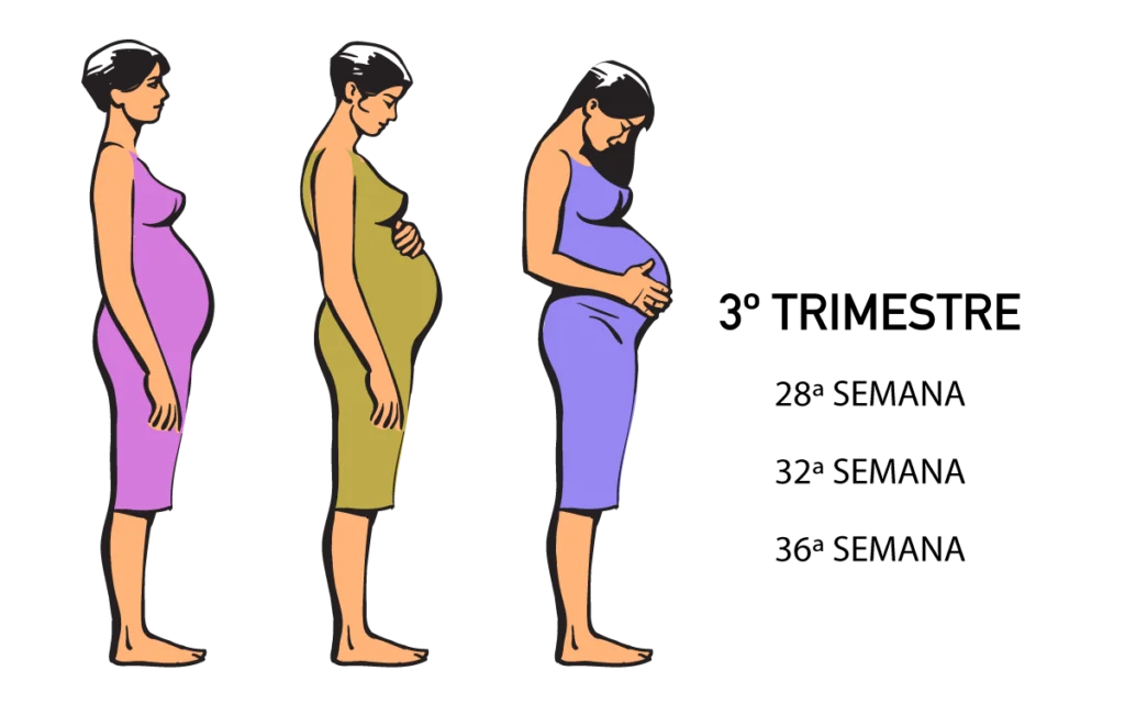 Guia Completo das Fases da Gravidez - Gravidez Saudável